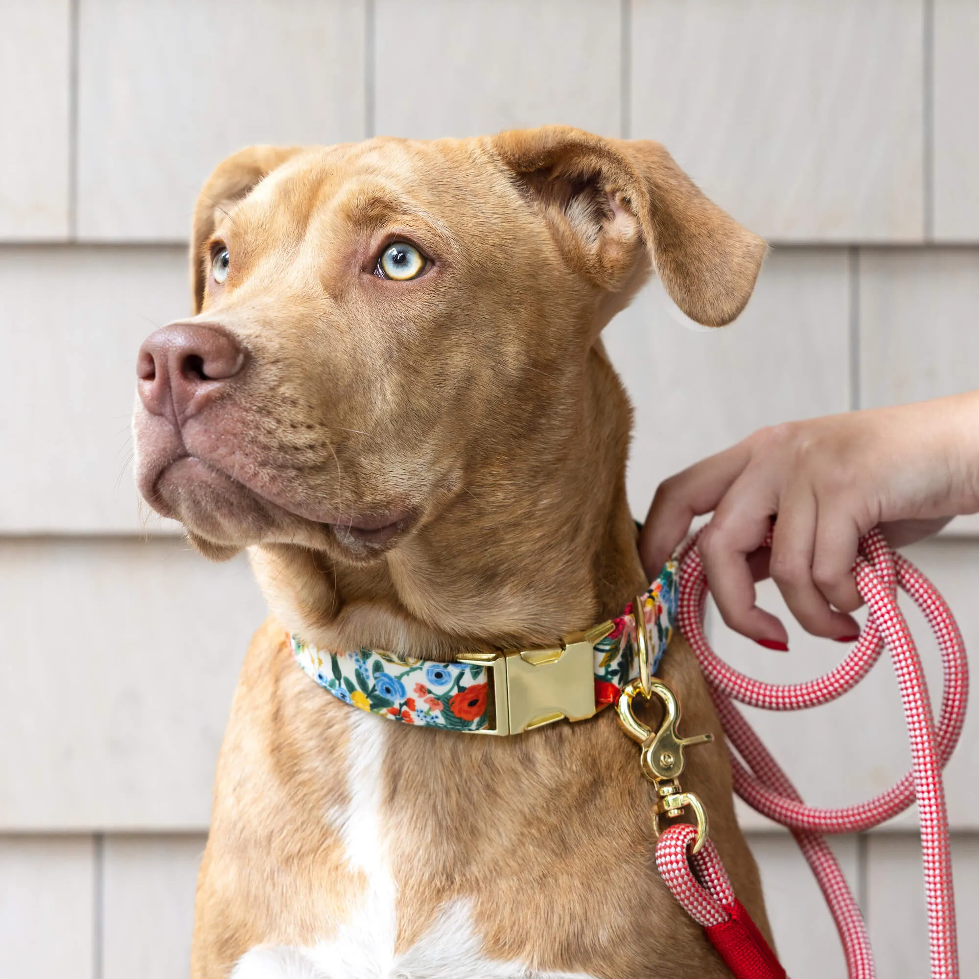 Strawberry Climbing Rope Dog Leash